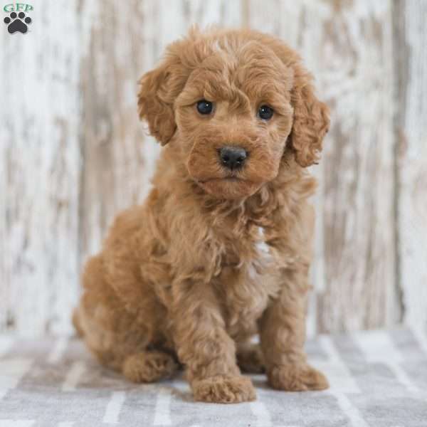 Josefina, Mini Goldendoodle Puppy